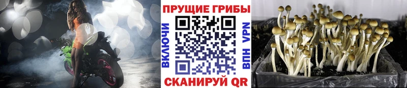 Псилоцибиновые грибы Psilocybe  Гатчина 